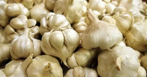 تصویر 1 از فروش سیر همدان + قیمت خرید به صرفه